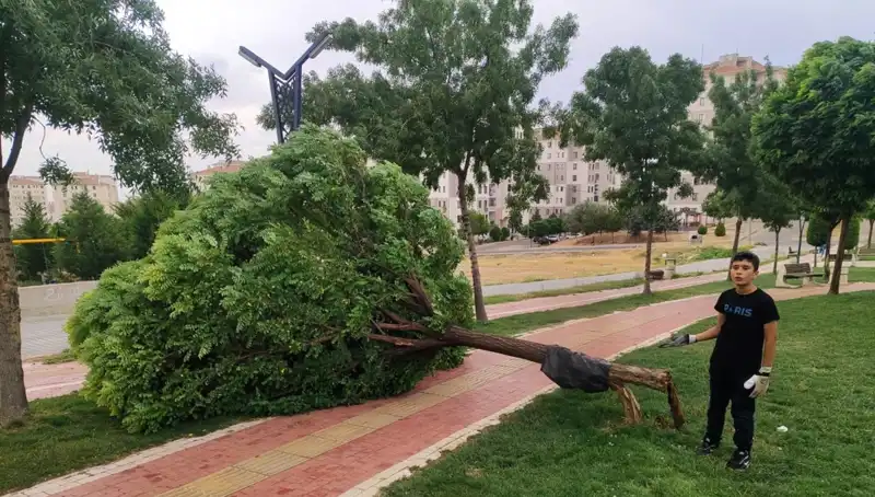 Batman'da Şiddetli Rüzgar, Dev Ağaçları Kökünden Söküp Götürdü