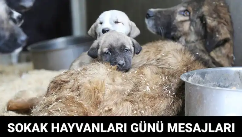 : Dünya Sokak Hayvanları Günü 2023: Hayvan Dostlarımıza Destek Olma Zamanı