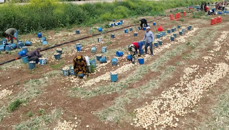 Türkiye'de Soğan Hasadı Başladı: Fiyatlar Düşüşe Geçti