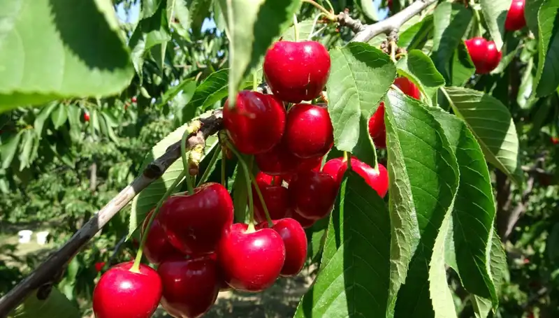 Çay Bardağına Sığmayan Ürünlerin Hasadı: Ekonomik Etkileri Neler Olacak?