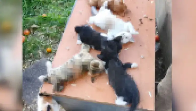 Bursa'da Yavru Kedi Katliamı: Sekiz Can Hiç Olmayı Bekliyordu