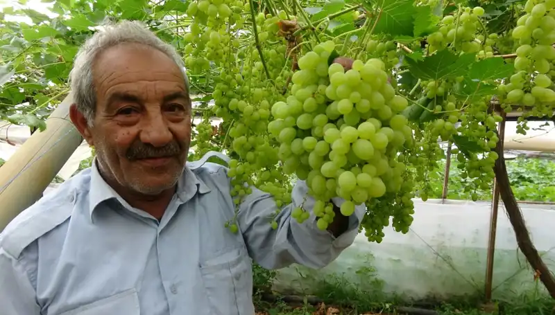Zirai Don Meyve Fiyatlarını Tümden Etkiledi: İlk Ürünler Hızla Yükseliyor!