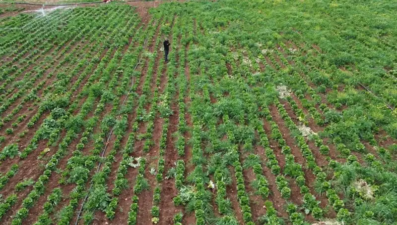 Kuraklık Marul Hasadını Vurdu: Tarımda Krisin Eşiğinde Mıyız?