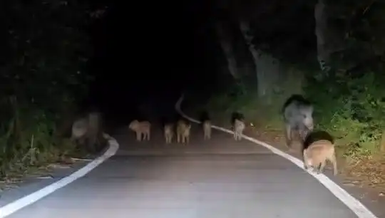 Elazığ'da Domuz Sürüsü Yola İnerek Trafiği Aksattı!