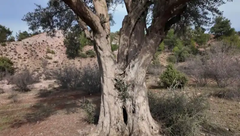 800 Yıllık Zeytin Ağacı, Tarihin İfadesi Olarak Korunuyor