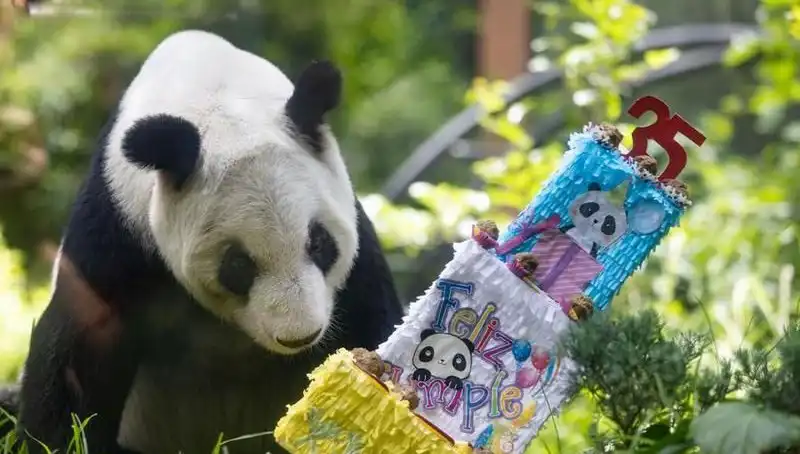 Dev Panda Xin Xin'ın 35. Yaş Günü Kutlamalarında Rengarenk Anlar