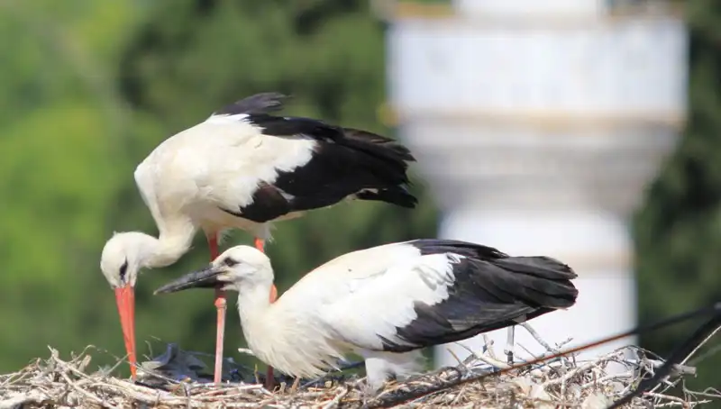 Leylek Köyü’nde Yaren Leyleği Kıskandıran Yuvalar: 8 Kat Fazla Neden?