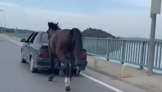 Adana'da Ata Yapılan Eziyetin Ardından Şok Tutuklama Gerçekleşti!