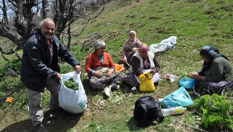 Yüzlerce Aile İçin Hayat Kurtaran İş: 5 Saat Yürüyerek Toplanan Mantarlar