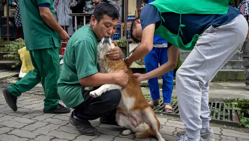 2024 Yılı Filipinler'de Kuduz Alarmı: 426 Hayat Kayıbı