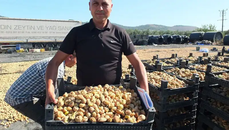 Balıkesir’de Tarım Hasadı Yükselişte: Çin ve Rusya'ya İhracat Hedefleniyor