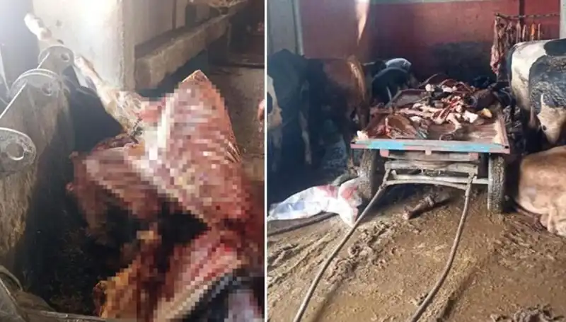 Adana'da Şok Eden Olay: 2,5 Ton At Eti Ele Geçirildi!