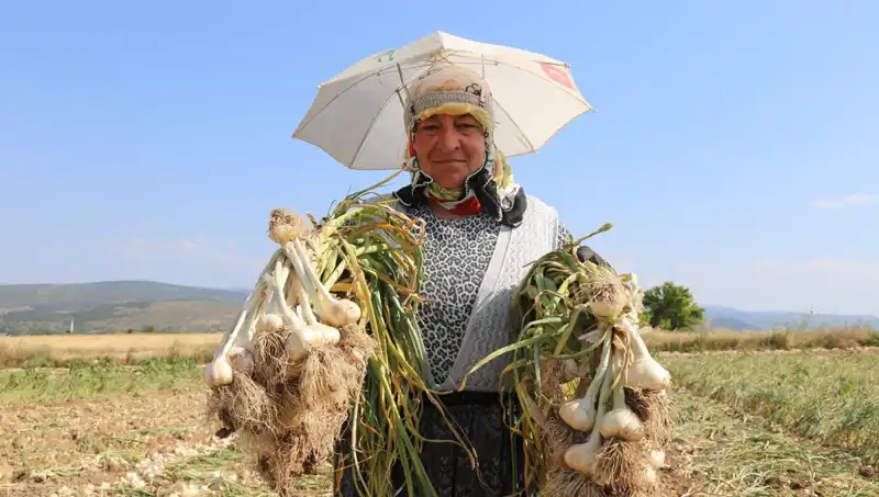 Kavurucu Sıcakta Mücadele Ederek Günde 1200 TL Kazananların Hikayesi