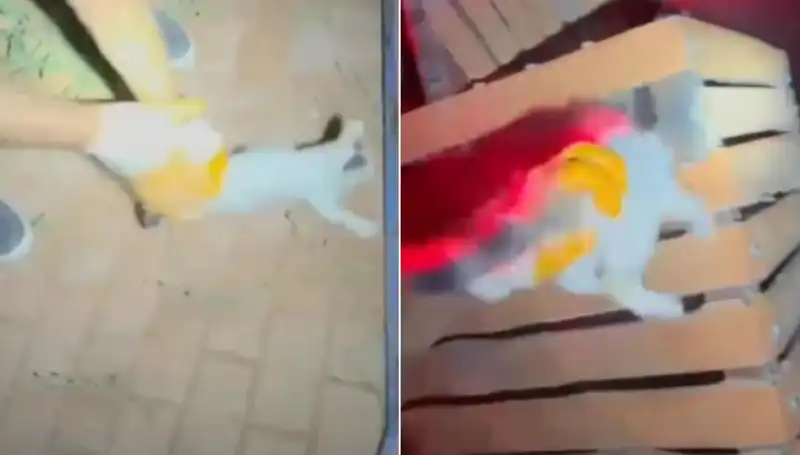 Gece Yarısı İtfaiye Ekipleri Kayıp Kediyi Kurtardı