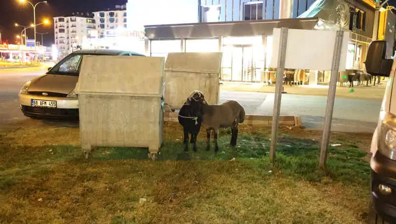 Mor Karaman Koyunları: Yola Düşerek Kaderine Terk Edilen Hayvanların Dramı