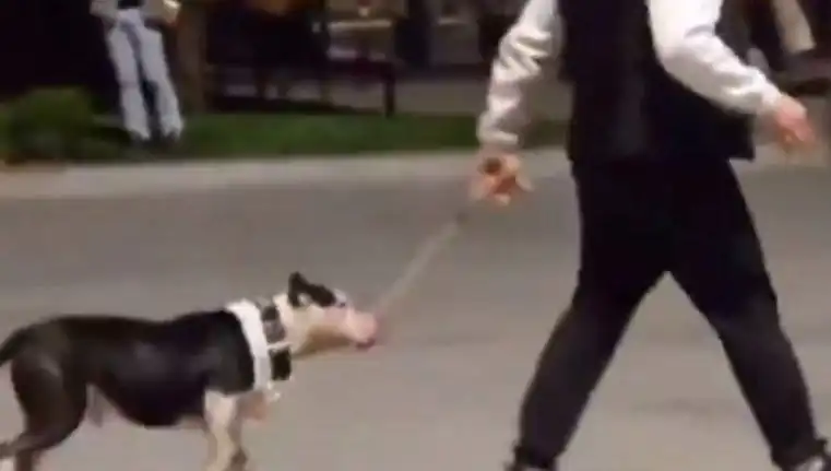 Ağızlıksız Pitbull’un Öfke Anı: Sahibine Kesilen Ceza Dikkat Çekiyor