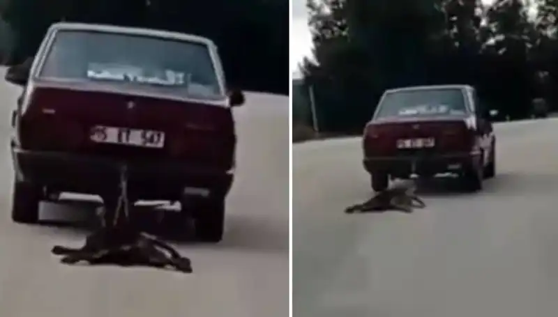 Dikkat Çeken Olay: Köpeğini Sürükleyerek Giden Sürücü Gözaltına Alındı
