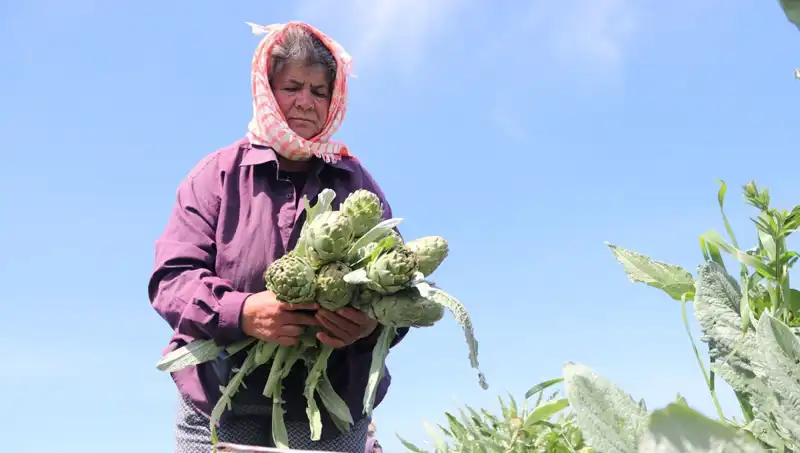 Tarladan Sofralara: Tezgahta 50 TL Olan Ürünlerin Sırrı Nedir?