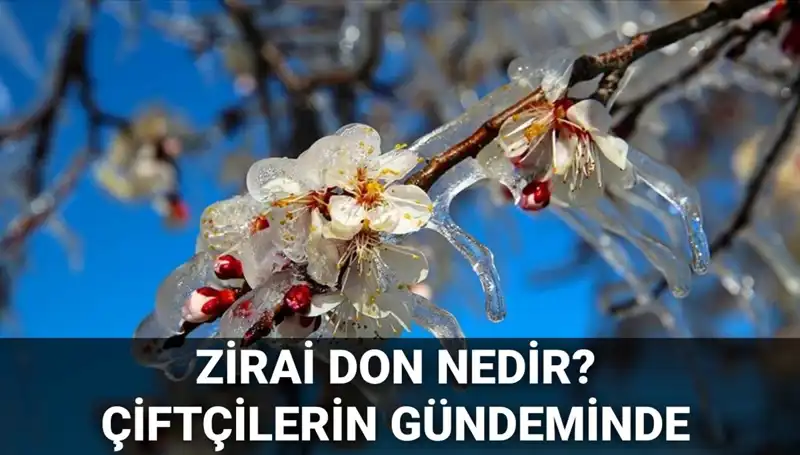Zirai Don Nedir? Çiftçilerin Başına Gelen Zararın Önlemleri