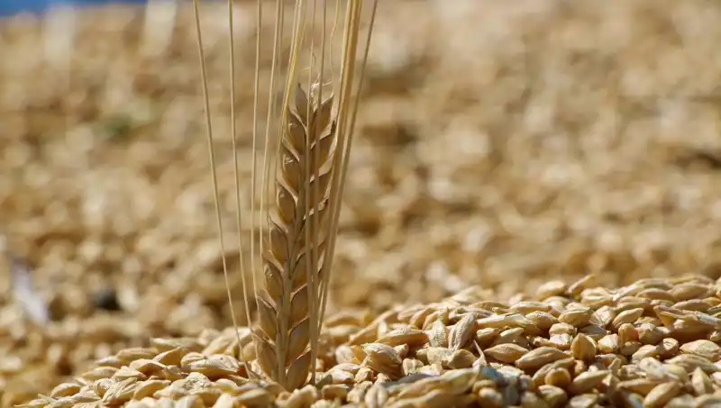 TMO 2025 Buğday Satış Fiyatları Açıklandı! Arpa ve Yulafda Son Durum Ne?