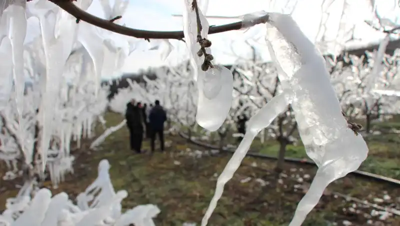 Soğuk Hava Şartları Ağaç Tomurcuklarını Dondurdu, Yüzde 80'i Çiçek Açtı