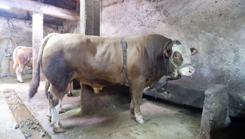 1 Ton 200 Kilo Eşek Başının Fiyatı Duyduğunuzda Şaşıracaksınız!