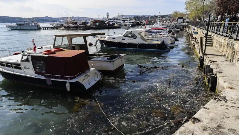 İstanbul'da Müsilaj Tehdidi: Kabus Geri Dönüyor Mu?