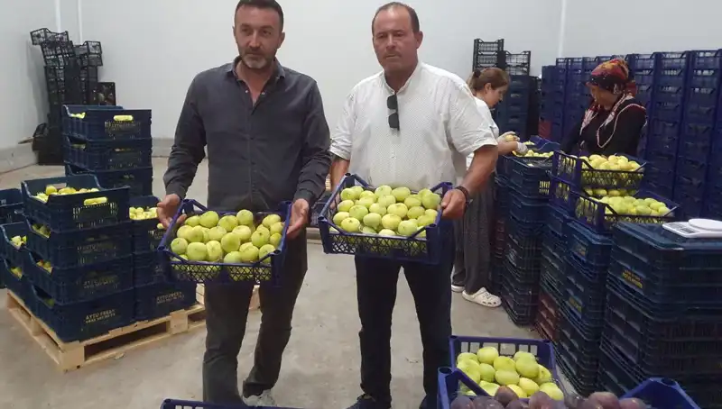 Mersinli Çiftçilerin Yüzünü Güldüren İhraç Geliri: Tanesi 20 TL