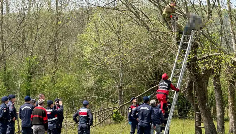 Dikkat! Ağaç Budamak Kalp Krizi Riskini Artırıyor mu?