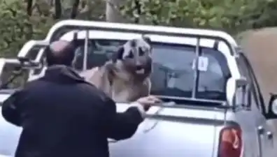 Trabzon'da Köpeği Halatla Döven Sözde Hayvansevere Tepki Yağdı!
