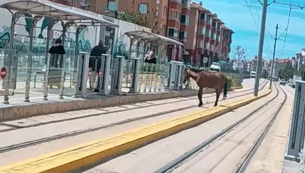 Eskişehir Tramvay Raylarında Görülen Başboş At, Şehrin Dikkatini Çekti