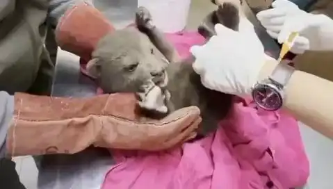 Karabük’te Bulunan Yavru Bozayı, Doğanın Dengesini Sarsıyor