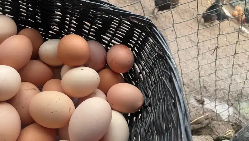 Okulların Açılmasıyla Birlikte Ucuz Protein: Mayıs Çukuru'ndan Kurtuluş Yolu