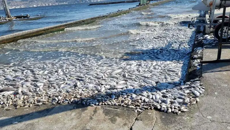 İzmir Körfezi'nde Temizleme Projesi ile Geleceğe Umutla Bakıyoruz